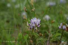 Astragalus ladakensis